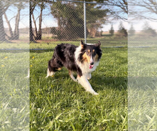 Medium Photo #3 Mutt Puppy For Sale in Jefferson, WI, USA