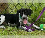Small #2 Mutt