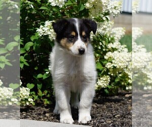 Collie Puppy for sale in FREDERICKSBG, OH, USA