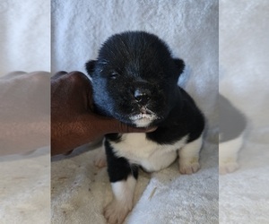 Medium Akita