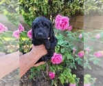 Small Photo #4 Goldendoodle Puppy For Sale in ARTESIA, CA, USA