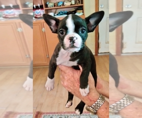 Medium Photo #7 Boston Terrier Puppy For Sale in LIVERPOOL, TX, USA