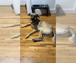 Small #20 Shepradors
