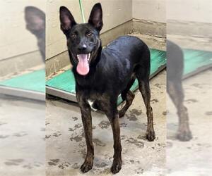 American Pit Bull Terrier-German Shepherd Dog Mix Dogs for adoption in Camarillo, CA, USA