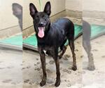 Small American Pit Bull Terrier-German Shepherd Dog Mix