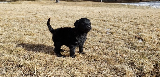 Medium Photo #5 Labradoodle Puppy For Sale in CO SPGS, CO, USA