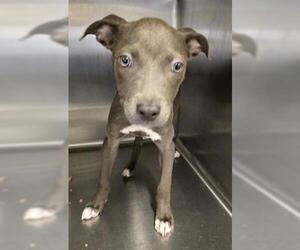American Pit Bull Terrier Dogs for adoption in Houston, TX, USA