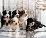 Small #1 Bernedoodle (Miniature)