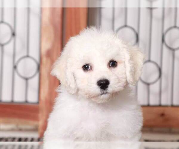 Medium Photo #4 Bichon Frise Puppy For Sale in NAPLES, FL, USA