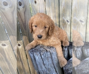 Goldendoodle Puppy for Sale in GREENVILLE, North Carolina USA