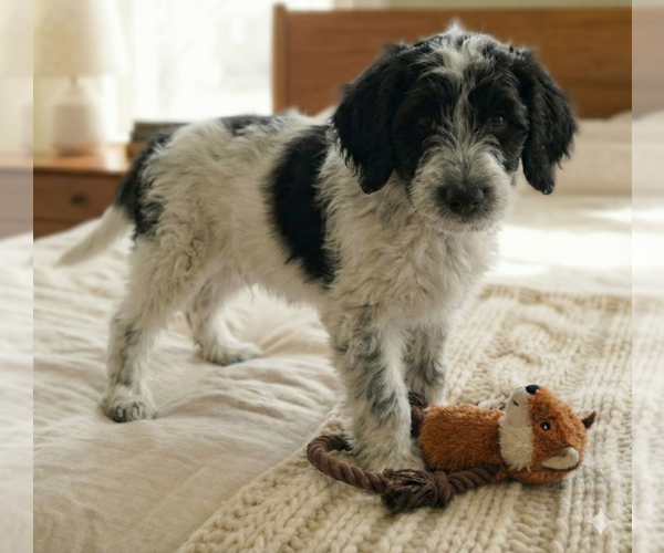 Medium Photo #2 Beagle-Poodle (Standard) Mix Puppy For Sale in Grovertown, IN, USA