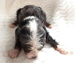 Small Photo #15 Cavapoo Puppy For Sale in CARLISLE, KY, USA
