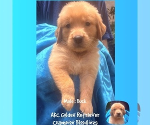 Golden Retriever Puppy for sale in SUGAR LAND, TX, USA