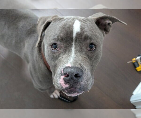 Medium Photo #1 Mutt Puppy For Sale in Moreno Valley, CA, USA