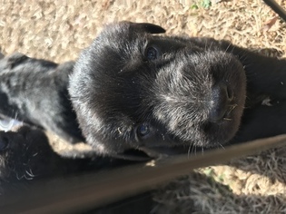 Shepadoodle Puppy for sale in EDGEWOOD, TX, USA