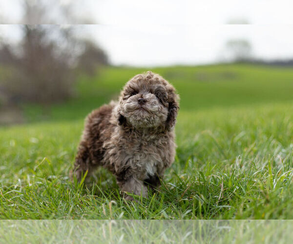 Medium Photo #15 ShihPoo Puppy For Sale in WARSAW, IN, USA