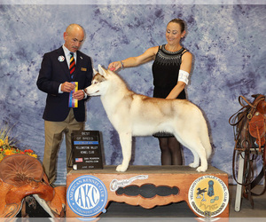 Father of the Siberian Husky puppies born on 10/29/2025