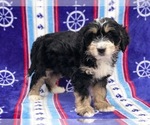 Small Photo #5 Miniature Bernedoodle Puppy For Sale in CLAY, PA, USA