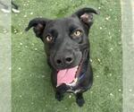 Small #10 Labrador Retriever Mix