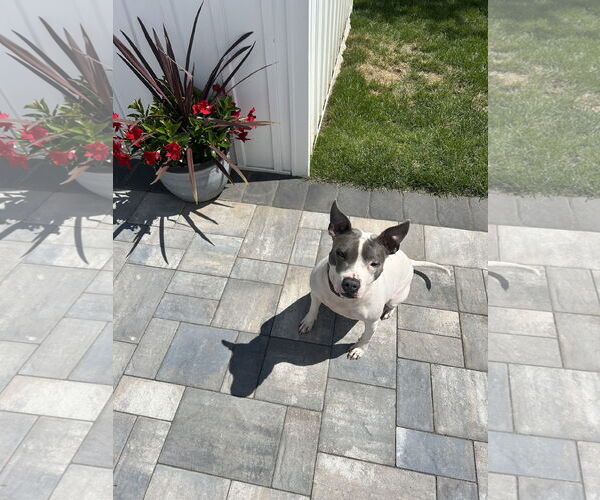 Medium Photo #3 Mutt Puppy For Sale in Cape May, NJ, USA