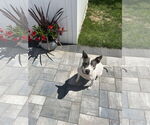 Small #2 Mutt