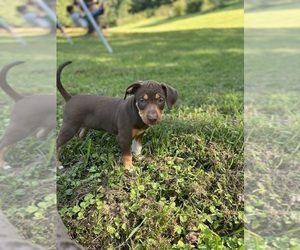 Catahoula Leopard Dog Puppy for sale in TRYON, NC, USA