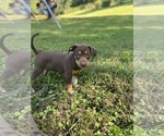 Small Photo #1 Catahoula Leopard Dog Puppy For Sale in TRYON, NC, USA