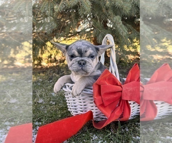 Medium Photo #3 French Bulldog Puppy For Sale in MIDDLEBURY, IN, USA