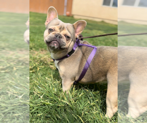 French Bulldog Puppy for sale in OJAI, CA, USA
