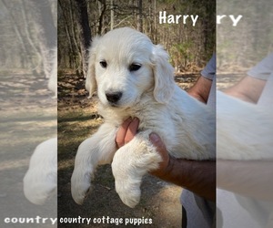 English Cream Golden Retriever-Golden Retriever Mix Puppy for sale in ABBEVILLE, SC, USA