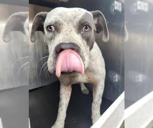 American Staffordshire Terrier Dogs for adoption in San Antonio, TX, USA