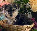 Small #6 Morkie