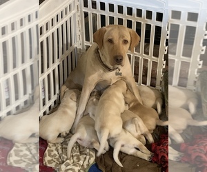 Mother of the Labrador Retriever puppies born on 05/14/2022