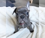 Small Photo #1 French Bulldog Puppy For Sale in PATTERSON, CA, USA