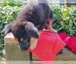 Small Photo #11 German Shepherd Dog Puppy For Sale in SHELTON, WA, USA