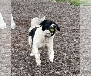 Border Collie-Great Pyrenees Mix Dogs for adoption in Webster, WI, USA