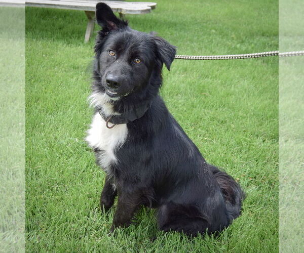Medium Photo #4 Border-Aussie Puppy For Sale in Huntley, IL, USA