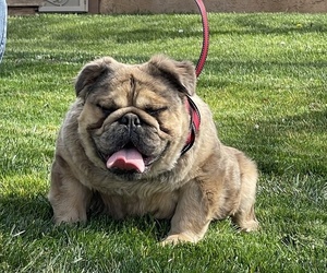 Medium English Bulldog