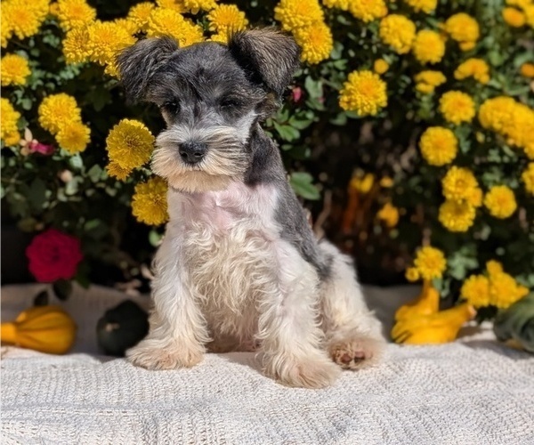 Medium Photo #6 Schnauzer (Miniature) Puppy For Sale in GOSHEN, IN, USA