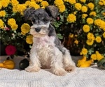 Small Photo #6 Schnauzer (Miniature) Puppy For Sale in GOSHEN, IN, USA