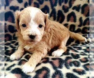 Poo-Ton Puppy for sale in ROCKFORD, MI, USA