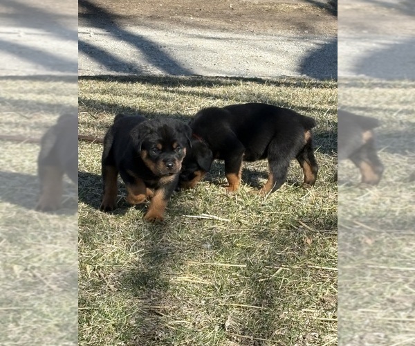Medium Photo #2 Rottweiler Puppy For Sale in POLO, MO, USA