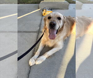 Golden Retriever Dogs for adoption in Valrico, FL, USA