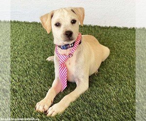 Clark - Male Rat Terrier-Unknown Mix Dog for Adoption - Photo #2