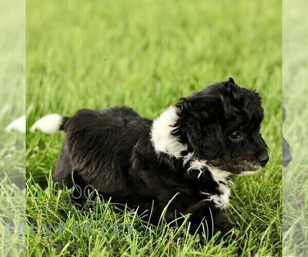 Medium Photo #4 Poovanese Puppy For Sale in RONKS, PA, USA