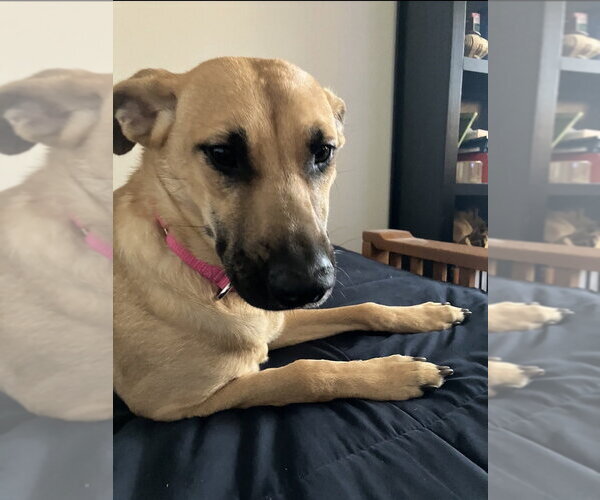 Medium Photo #9 Black Mouth Cur-Labrador Retriever Mix Puppy For Sale in San Diego, CA, USA