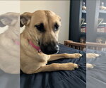 Small #8 Black Mouth Cur-Labrador Retriever Mix