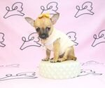 Small Photo #17 Chihuahua Puppy For Sale in LAS VEGAS, NV, USA