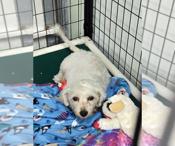 Medium Photo #2 Bichon Frise Puppy For Sale in Mukwonago, WI, USA