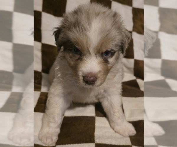Medium Photo #5 Australian Shepherd Puppy For Sale in ROY, UT, USA